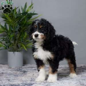 Aaron, Mini Bernedoodle Puppy